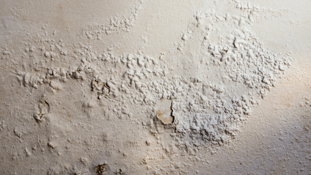 Mur humide