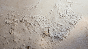 Mur humide