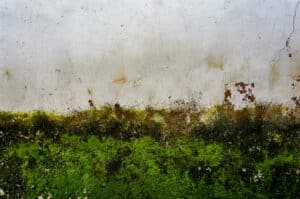 traitement des murs humides